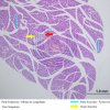 Glândula Alveolar Composta - Pâncreas 4x